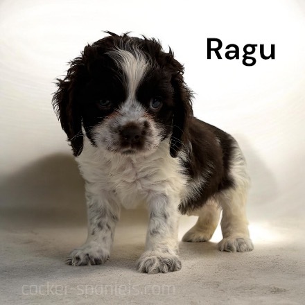 puppy, for, sale, Cocker Spaniel, Joe & Cherri  Overlease, dog, breeder, Miller, MO, dog-breeder, puppy-for-sale, forsale, nearby, find, puppyfind, locator, puppylocator, aca